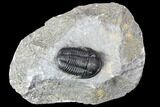 Finely Detailed Gerastos Trilobite Fossil - Morocco #107012-1